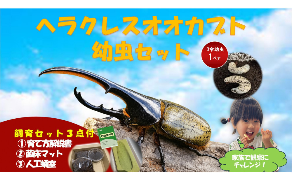 【虹色Farm】ヘラクレスオオカブト 幼虫2匹(ペア)飼育キット3点付(育て方解説書・菌床マット・人工蛹室)｜京都 オオカブト 人気［ ヘラクレス オオカブト カブトムシ 幼虫 オス・メス各1匹 人気 おすすめ 自由研究 夏休み 体験 自然 昆虫 虫 お取り寄せ 通販 送料無料 ふるさと納税 ］