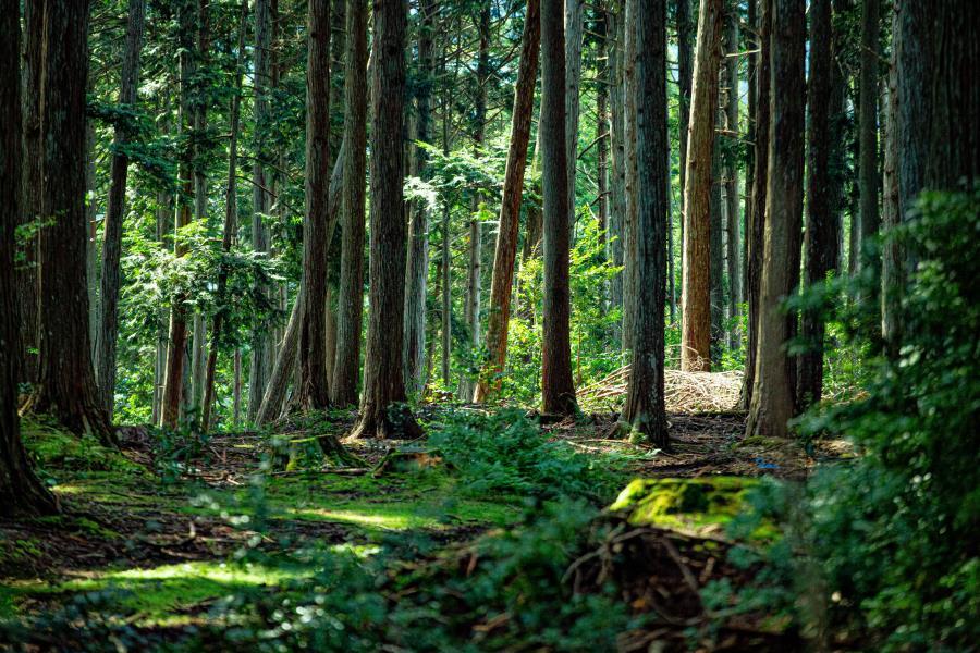 縲先」ョ縺ョ蜉帑コャ驛ス縲台コャ驛ス繝壹Ξ繝繝茨シ医帙Ρ繧、繝茨シ