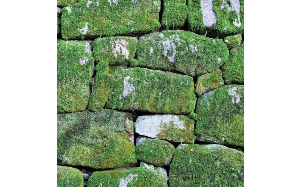 【銀座花粂】清水寺の苔 春 (3月20日頃到着 寄付日：2月3日から3月1日の方)