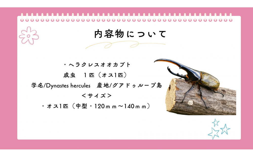 【虹色Farm】ヘラクレスオオカブト 成虫オス1匹(中型・120mm～140mm)｜京都 オオカブト 人気［ ヘラクレス オオカブト カブトムシ 成虫 オス 人気 おすすめ 自由研究 夏休み 体験 自然 昆虫 虫 お取り寄せ 通販 送料無料 ふるさと納税 ］