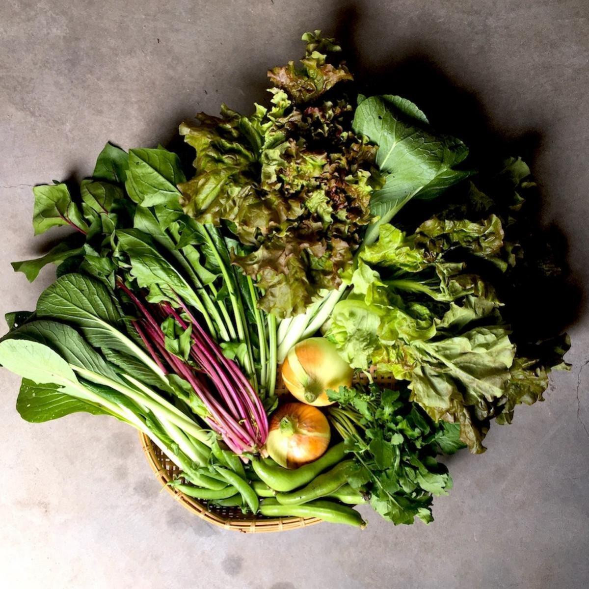 ◆全6回定期便◆【つくだ農園】《有機JAS認証 有機野菜10品入り》京都の棚田大原で心を込めて大切に露地栽培された大地の恵みたっぷりの有機野菜!［ 京都 有機野菜 定期便 セット 人気 おすすめ 有機栽培 おまかせ 詰め合わせ 産地直送 新鮮 ミシュラン お取り寄せ 通販 送料無料 ふるさと納税 ］