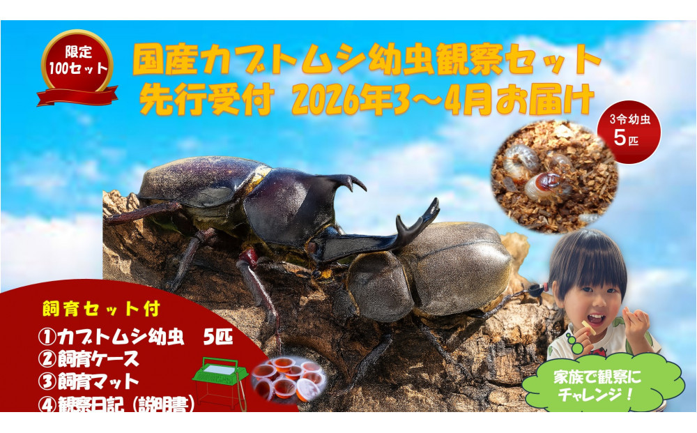 【虹色Farm】国産カブトムシ幼虫5匹観察セット(飼育キット付) ｜京都 オオカブト 人気［ カブトムシ 国産 幼虫 5匹 飼育キット付 ケースマット 観察日記 説明書付 人気 おすすめ 自由研究 夏休み 体験 自然 昆虫 虫 お取り寄せ 通販 送料無料 ふるさと納税 ］