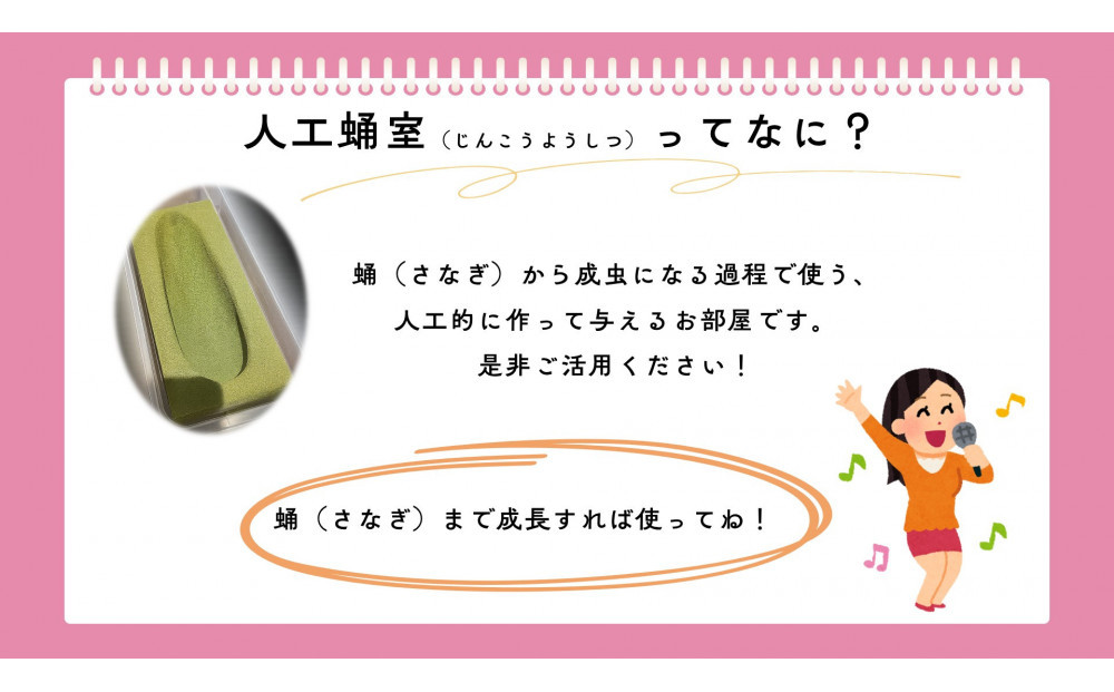 【虹色Farm】ヘラクレスオオカブト 幼虫2匹(ペア)飼育キット3点付(育て方解説書・菌床マット・人工蛹室)｜京都 オオカブト 人気［ ヘラクレス オオカブト カブトムシ 幼虫 オス・メス各1匹 人気 おすすめ 自由研究 夏休み 体験 自然 昆虫 虫 お取り寄せ 通販 送料無料 ふるさと納税 ］