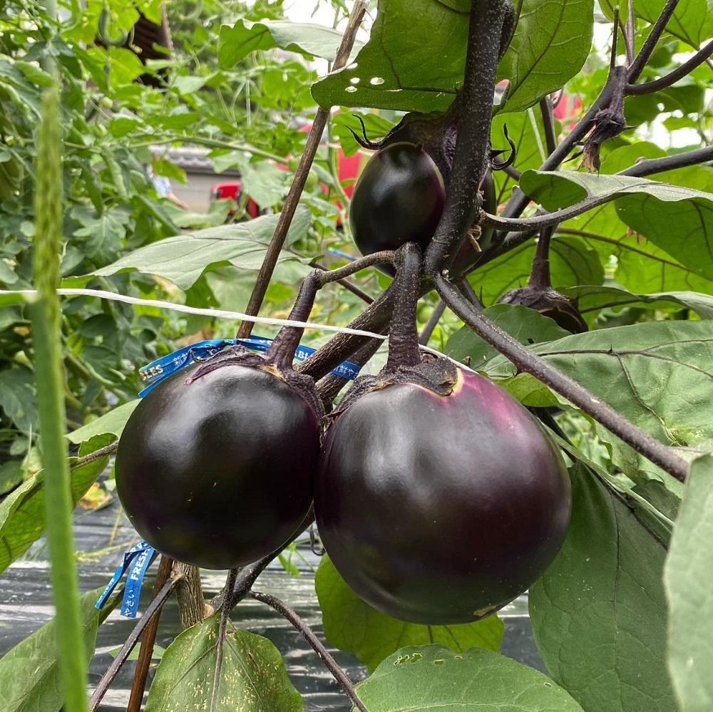 【先行予約特典付き・2026年7月発送】京ブランド野菜・賀茂茄子（かもなす） 6個 約1.5kg