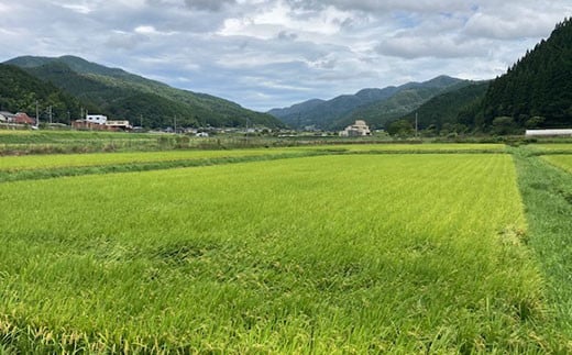 【令和7年度産】【定期便6ヵ月】衣川の男米コシヒカリ 玄米 10kg（5kg×2袋） FCDB042-teiki6