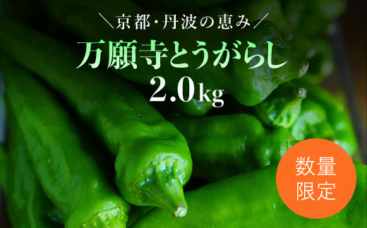 【2025年6月下旬発送開始！】万願寺とうがらし 2kg / ふるさと納税 京野菜 野菜 旬の野菜 万願寺とうがらし 伝統野菜 京都 京都府 福知山市 FCDB040