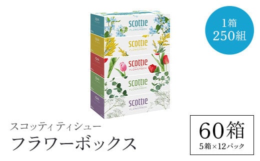 スコッティ ティシュー フラワーボックス 250組 60箱 (1ケース5箱×12パック)  ボックスティッシュ 60箱 ティッシュ ティシュー 長持ち 大容量 リピート 高品質 素敵 保管 クレシア ティッシュペーパー 紙 日用品 消耗品 生活必需品 まとめ買い ふるさと納税 箱ティッシュ 家庭用 防災 常備品 ストック 京都府 福知山市