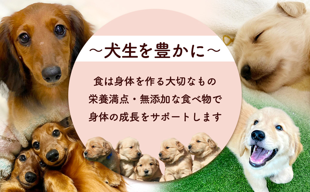 ＜小分け＞犬用おやつ かぼちゃチキン (15g×14袋・計210g) ふるさと納税 福知山市 特産品 国産 京都府産 無添加 鶏肉 むね肉 かぼちゃ ドッグフード ペットフード 愛犬 手作り 福知山 丹波 【fc-BK041】【三栄ブロイラー販売株式会社 福知山工場】