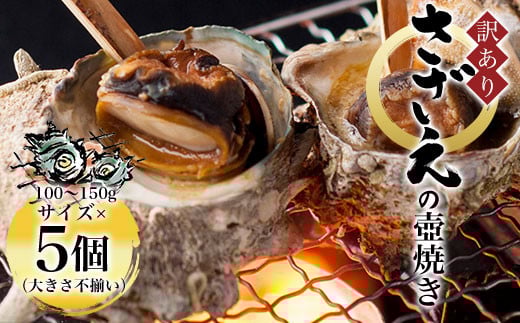 【訳あり】さざえの壺焼き 100〜150g サイズ×5個 （大きさ不揃い）  ふるさと納税 訳あり さざえ サザエ 壷 新鮮 京都府 福知山市 京都 奥京都