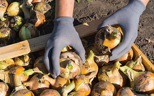 çè±ãã¯ã«ã¹ãœãŒã¹ïŒã¹ã£ãŒãïŒ ãµãããšçŽçš ãã¯ã«ã¹ ãã¯ã«ã¹ãœãŒã¹ ããŸãã çè± sweet èµ€ 倩ç¶ããŒã ãã€ãã¹ã«ã¹ããŒãŒã« ã«ã©ãã« è²ã©ã ãããã ãæ³æ® ãäžå
ã¯ãªã¹ãã¹ ãããŠã£ã³ ã®ãã 京éœåº çŠç¥å±±åž äº¬éœ çŠç¥å±± å¥¥äº¬éœ FCBW010