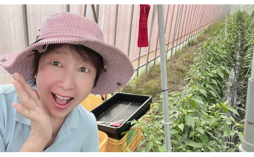 京都・福知山ピクルス (3本セット) ふるさと納税 福知山市 特産品 ピクルス 酢漬け 3本セット 野菜 規格外野菜 万願寺とうがらし うずら卵 ミニトマト 【fc-BV002】【エム・ソーレ】
