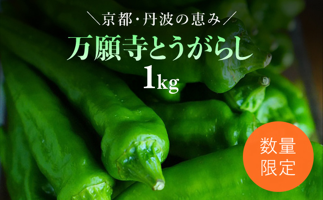 【2025年6月下旬発送開始！】万願寺とうがらし 1kg / ふるさと納税 京野菜 野菜 旬の野菜 万願寺とうがらし 伝統野菜 京都 京都府 福知山市 FCDB039