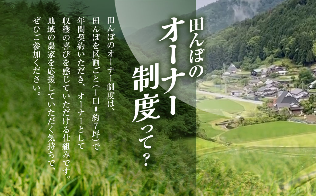 ＜令和8年10月中旬より発送！＞＜6ヶ月定期＞田んぼオーナーシップ 清雫 (6口分・白米10kg・黒ムラサキ) ふるさと納税 福知山市 特産品 田んぼ オーナー オーナー制度 米 白米 10kg 6回 60kg 令和8年度産 先行 収穫 定期 夜久野 京都 【fc-DB002-C】【合同会社夜久野清雫】