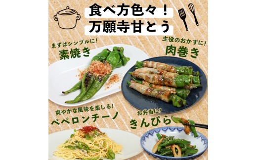  【2026年夏発送分】 万願寺甘とう 化粧箱入 秀品 1.2kg 野菜 万願寺 万願寺とうがらし 甘唐辛子 甘とう 辛くない 夏野菜 緑黄色野菜 伝統野菜 地場野菜 地物 農協直送 京野菜 特産品 詰め合わせ ギフト 旬の野菜 京都産 舞鶴産 京都 舞鶴 舞鶴市JA