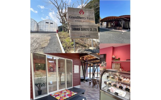 いちごクリームの ロールケーキ セット 2本 （320g×2）（プレーンとココア) 舞鶴産いちご 舞鶴産卵 舞鶴産たまご 地元卵 ロールケーキ ココアロールケーキ 洋菓子 ケーキ 苺 いちごロール ストロベリーロール スイーツ セット