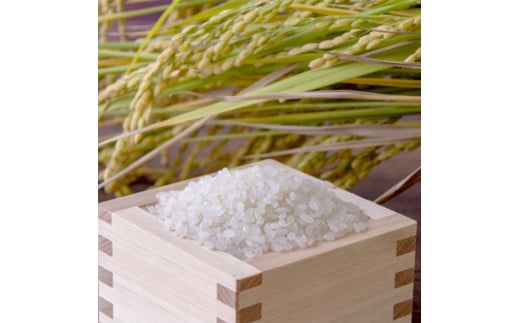 特別栽培米 コシヒカリ 丹の国穂まれ 精米 5kg 新米 令和6年度産 京都府 中丹 舞鶴 綾部 福知山 こしひかり お米 白米 ご飯 米 主食 白ご飯 農協 JA