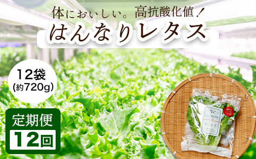 【 定期便 】 みらい乃野菜 はんなりレタス 12袋 720g 12回 120,000円