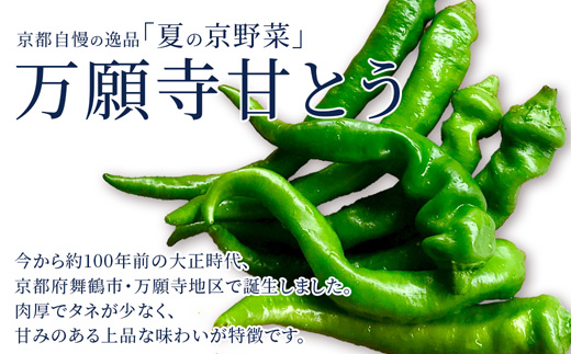 生麹仕込み 万願寺こうじ味噌 2パック 舞鶴産万願寺甘とう使用 | 万願寺こうじ味噌 万願寺こうじ 無添加 生麹仕込み ご飯のお供 おかず味噌 発酵食品 舞鶴 舞鶴産