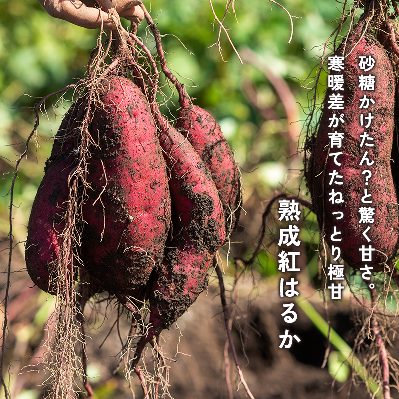 【2027年1月以降発送】 【訳あり】 舞鶴産 熟成さつまいも 2kg （紅はるか） 無選別 M～2L混合  | サツマイモ 完熟 越冬 熟成 焼き芋用 ねっとり 高糖度 無農薬 スイーツ 蜜芋 キュアリング 秋収穫 保存食 京都 舞鶴