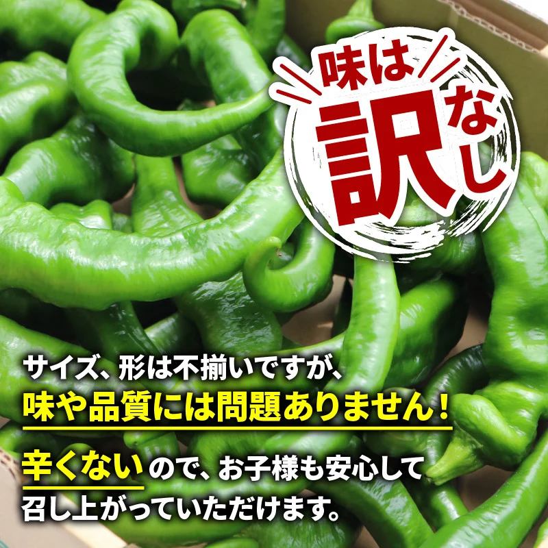 【5月中旬〜11月下旬発送】 【訳あり】 万願寺 とうがらし 1.8kg ( 900g × 2箱 ) 辛くない 美味しい おいしい 肉厚 甘い 旬 採れたて 箱入り 伝統野菜 バーベキュー BBQ 野菜 夏野菜 農家 産地 直送 揚げ物 炒め物 煮物 万願寺とうがらし 唐辛子 規格外 京都 舞鶴