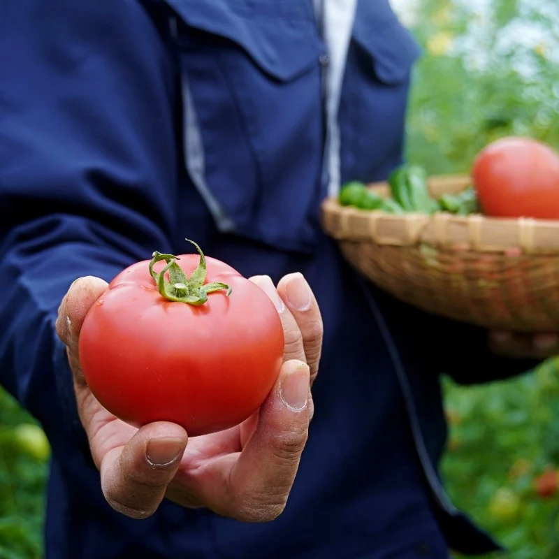 夏野菜セット 辛くない 万願寺とうがらし1kg トマト2kg 化粧箱入 合計3kg 夏野菜 野菜 セット 万願寺とうがらし とまと トマト 万願寺 新鮮 産地直送 農家直送 箱入り 京都 舞鶴 嵯峨根農園