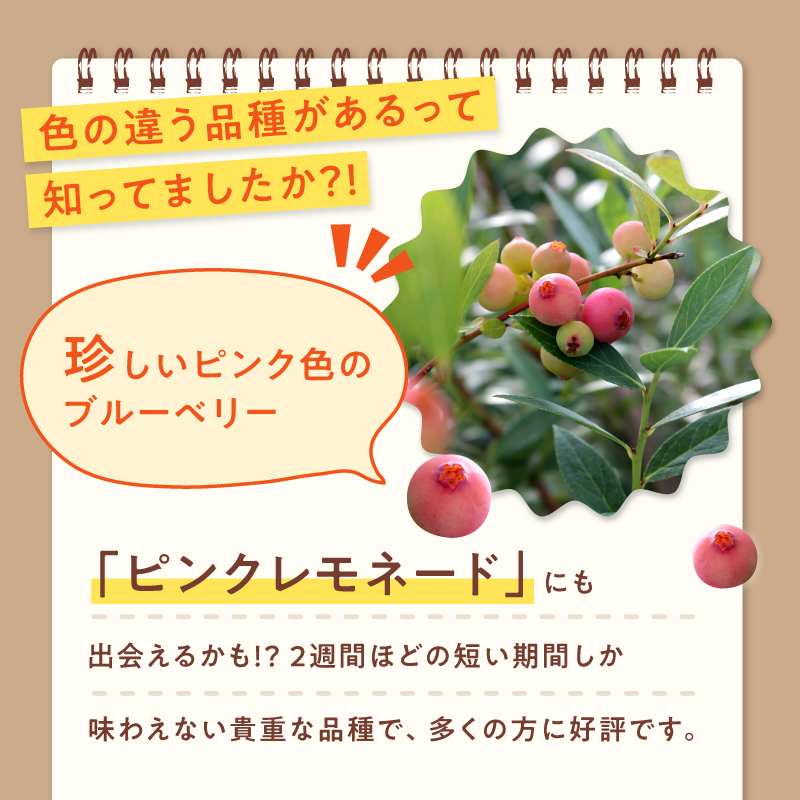【6月〜8月】 ブルーベリー狩り ペアチケット 【時間無制限・食べ放題】 | ブルーベリー 果物 フルーツ狩り 中学生以上 摘み取り 体験 チケット ペア 時間 無制限 食べ 放題 関西 京都 舞鶴