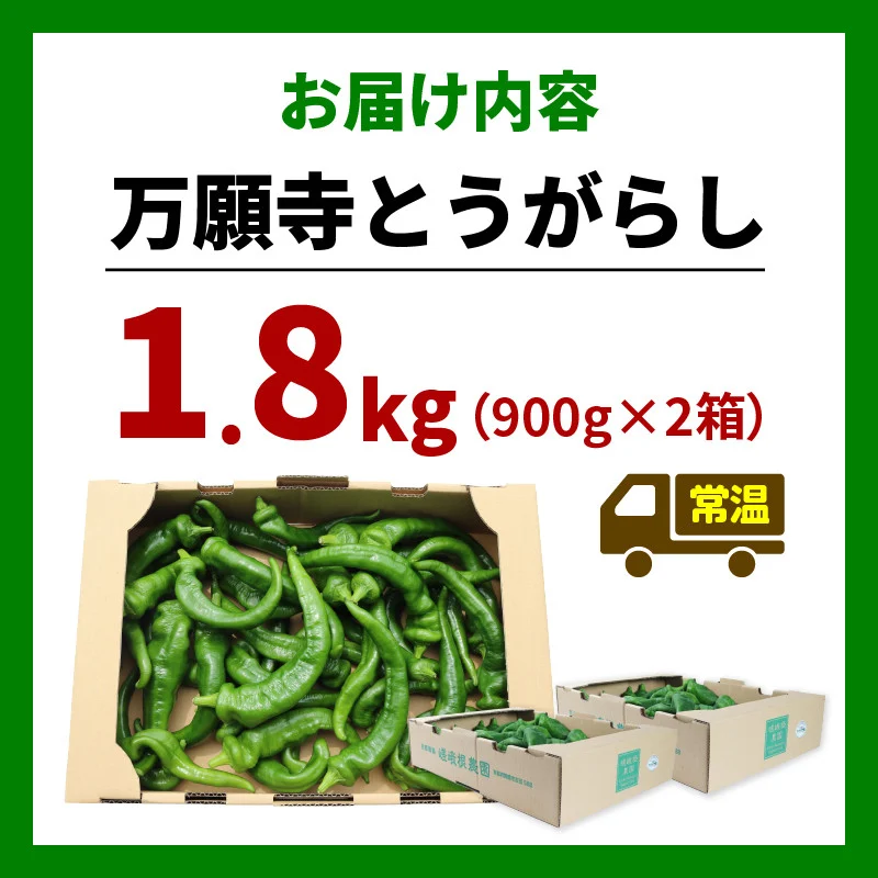 【5月中旬〜11月下旬発送】 【訳あり】 万願寺 とうがらし 1.8kg ( 900g × 2箱 ) 辛くない 美味しい おいしい 肉厚 甘い 旬 採れたて 箱入り 伝統野菜 バーベキュー BBQ 野菜 夏野菜 農家 産地 直送 揚げ物 炒め物 煮物 万願寺とうがらし 唐辛子 規格外 京都 舞鶴