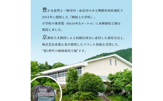 【 定期便 】 みらい乃野菜 はんなりレタス 12袋 720g 4回 40,000円