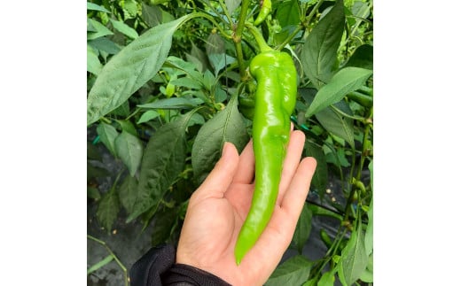 【2026年夏発送】京野菜 「万願寺とうがらし」 からくない！肉厚甘い 逸品 箱入り 2kg 4人以上用 伝統野菜 とうがらし 万願寺 ピーマン 大型 野菜 夏野菜 農家直送 揚げ物 炒め物 煮物 レシピ付き京都 舞鶴