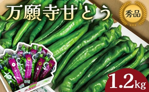 【2026年夏発送分】 万願寺甘とう 化粧箱入 秀品 1.2kg 野菜 万願寺 万願寺とうがらし 甘唐辛子 甘とう 辛くない 夏野菜 緑黄色野菜 伝統野菜 地場野菜 地物 農協直送 京野菜 特産品 詰め合わせ ギフト 旬の野菜 京都産 舞鶴産 京都 舞鶴 舞鶴市JA