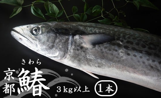 【11月〜3月発送】 漁師直送！！ 一本釣り 京都鰆 2.8kg 以上 鮮魚 1尾 天然 新鮮 鮮度抜群 冷蔵 ナマモノ 寒さわら 活締め