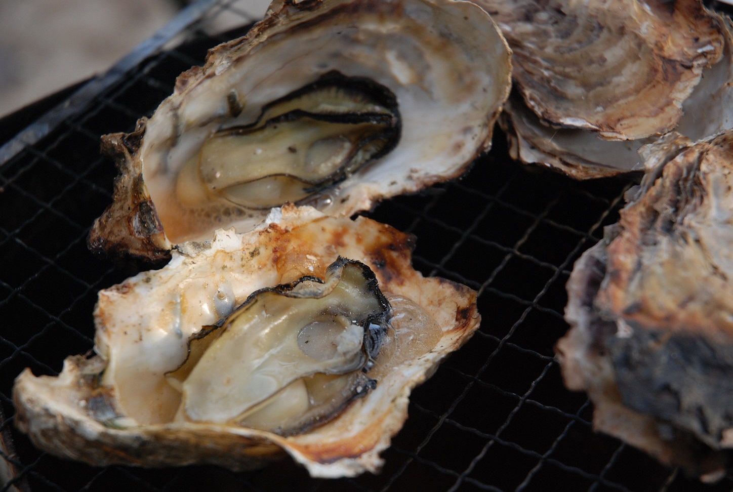 【2026年2月中旬以降発送】殻付き 養殖 真牡蠣 4kg 加熱用 朝どれ直送！先行予約 岡山八朗兵衛商店 : 二枚貝 牡蠣 かき オイスター 殻付き牡蠣 生牡蠣 活牡蠣 カキ 海鮮 魚介 海産物 海の幸  漁師直送 ナイフ付き