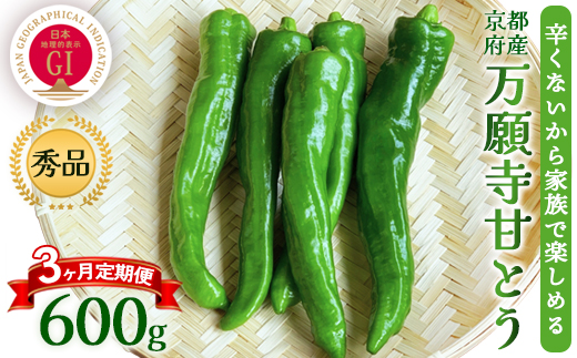 【定期便】 万願寺甘とう 秀品 600g×3回 | 京野菜 舞鶴市 万願寺甘とう 万願寺とうがらし 秀品 夏野菜 とうがらし 野菜ギフト 中丹