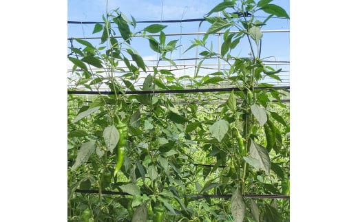 【2026年夏発送】京野菜 「万願寺とうがらし」 からくない！肉厚甘い 逸品 箱入り 1kg 2〜4人用 伝統野菜 とうがらし 万願寺 ピーマン 大型 野菜 夏野菜 農家直送 揚げ物 炒め物 煮物 レシピ付き京都 舞鶴