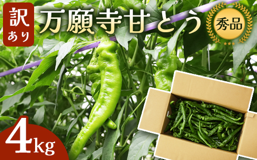 【訳あり】 万願寺甘とう 秀品 4kg | 長さ不揃い 辛くない京野菜 肉厚 ジューシー 京都産 旬 季節の野菜 詰め合わせ 京のブランド産品 京野菜 万願寺 まんがんじ 野菜 夏野菜 お土産 手土産 JA 京都 綾部