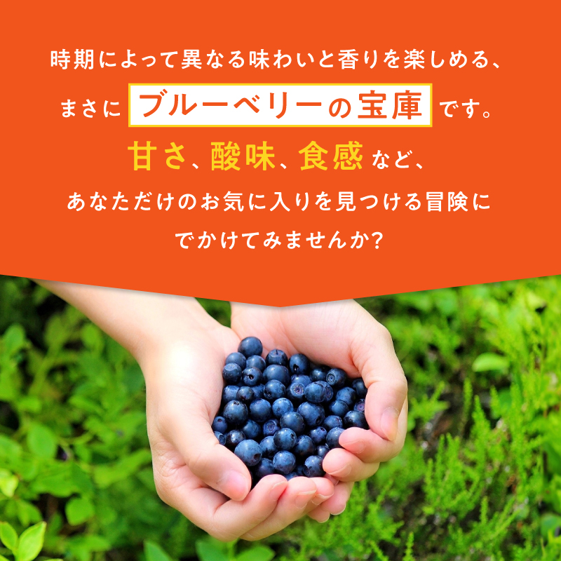 【6月〜8月】 ブルーベリー狩り ペアチケット 【時間無制限・食べ放題】 | ブルーベリー 果物 フルーツ狩り 中学生以上 摘み取り 体験 チケット ペア 時間 無制限 食べ 放題 関西 京都 舞鶴