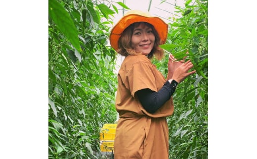 【2026年夏発送】京野菜 「万願寺とうがらし」 からくない！肉厚甘い 逸品 箱入り 1kg 2〜4人用 伝統野菜 とうがらし 万願寺 ピーマン 大型 野菜 夏野菜 農家直送 揚げ物 炒め物 煮物 レシピ付き京都 舞鶴