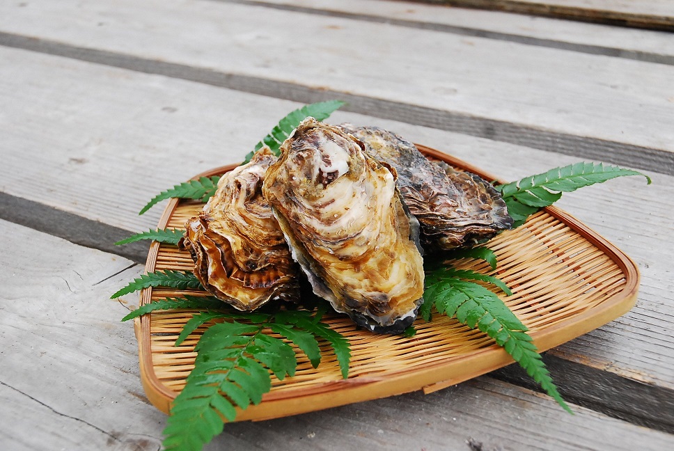 【2026年2月中旬以降発送】殻付き 養殖 真牡蠣 4kg 加熱用 朝どれ直送！先行予約 岡山八朗兵衛商店 : 二枚貝 牡蠣 かき オイスター 殻付き牡蠣 生牡蠣 活牡蠣 カキ 海鮮 魚介 海産物 海の幸  漁師直送 ナイフ付き