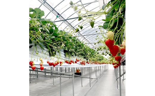 いちごクリームの ロールケーキ セット 2本 （320g×2）（プレーンとココア) 舞鶴産いちご 舞鶴産卵 舞鶴産たまご 地元卵 ロールケーキ ココアロールケーキ 洋菓子 ケーキ 苺 いちごロール ストロベリーロール スイーツ セット