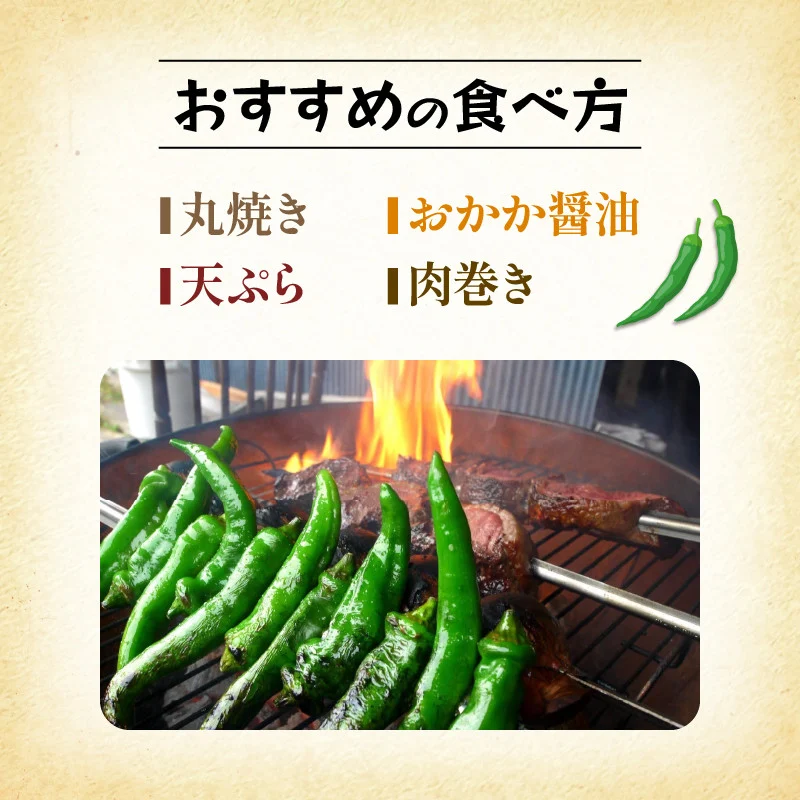 【5月中旬〜11月下旬発送】 【訳あり】 万願寺 とうがらし 1.8kg ( 900g × 2箱 ) 辛くない 美味しい おいしい 肉厚 甘い 旬 採れたて 箱入り 伝統野菜 バーベキュー BBQ 野菜 夏野菜 農家 産地 直送 揚げ物 炒め物 煮物 万願寺とうがらし 唐辛子 規格外 京都 舞鶴