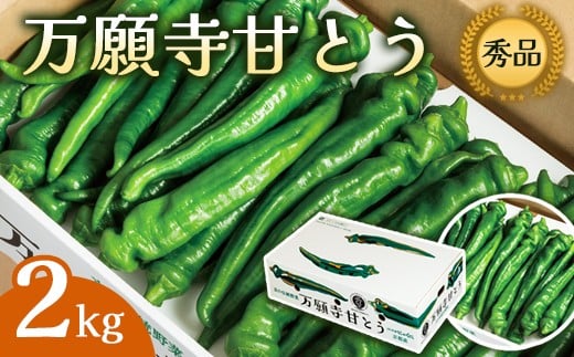 【2026年夏発送分】万願寺甘とう 化粧箱入 秀品 2kg 選べる容量 野菜 夏野菜 旬 地場産 地場野菜 地元野菜 発祥 伝統 京野菜 伝統野菜 万願寺とうがらし