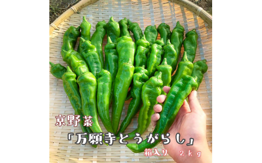 【2026年夏発送】京野菜 「万願寺とうがらし」 からくない！肉厚甘い 逸品 箱入り 2kg 4人以上用 伝統野菜 とうがらし 万願寺 ピーマン 大型 野菜 夏野菜 農家直送 揚げ物 炒め物 煮物 レシピ付き京都 舞鶴