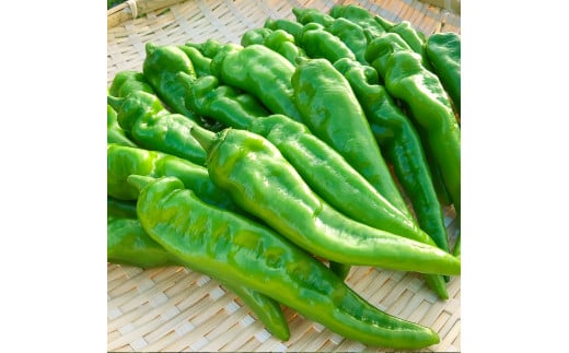 【2026年夏発送】京野菜 「万願寺とうがらし」 からくない！肉厚甘い 逸品 箱入り 2kg 4人以上用 伝統野菜 とうがらし 万願寺 ピーマン 大型 野菜 夏野菜 農家直送 揚げ物 炒め物 煮物 レシピ付き京都 舞鶴