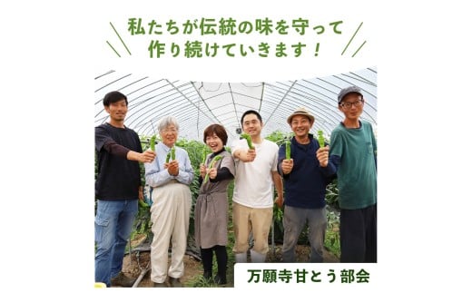  【2026年夏発送分】 万願寺甘とう 化粧箱入 秀品 1.2kg 野菜 万願寺 万願寺とうがらし 甘唐辛子 甘とう 辛くない 夏野菜 緑黄色野菜 伝統野菜 地場野菜 地物 農協直送 京野菜 特産品 詰め合わせ ギフト 旬の野菜 京都産 舞鶴産 京都 舞鶴 舞鶴市JA