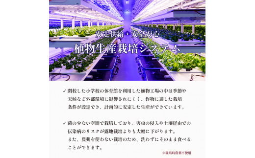みらい乃野菜 はんなりレタス 10袋 + おケールハン 2袋 12袋 720g