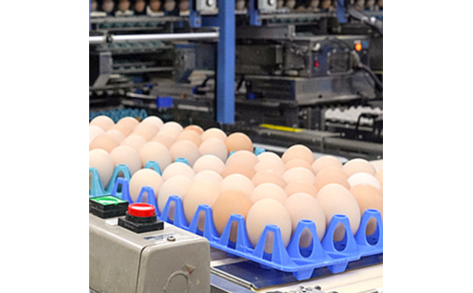 京の贈り物 卵 120個 無選別 MS〜LL 京の贈り物 割れ保証あり 玉子 たまご 鶏卵 甘い 赤卵 まとめ買い 新鮮 直送 冷蔵 木酢液 たくさん オムレツ 卵かけ ゆで卵 朝食 料理 人気 三和鶏園 京都 舞鶴 14,000円 好評 まとめ買い 新鮮 直送 クール便 木酢液 栄養 だし巻き卵 卵料理 卵かけ 卵かけごはん TKG エッグ egg オムレツ ゆで卵 目玉焼き 生卵