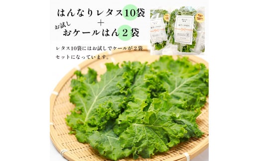 みらい乃野菜 はんなりレタス 10袋 + おケールハン 2袋 12袋 720g