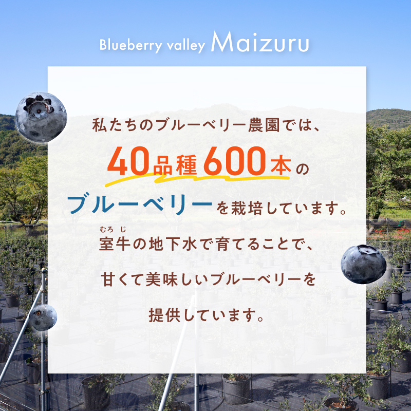 ブルーベリー カヌレ 5個 Blueberry valley Maizuru産ブルーベリーを使用 | 特製カヌレ ブルーベリーカヌレ ブルーベリーバレーまいづる スイーツ ギフト お取り寄せ 冷凍カヌレ 手土産