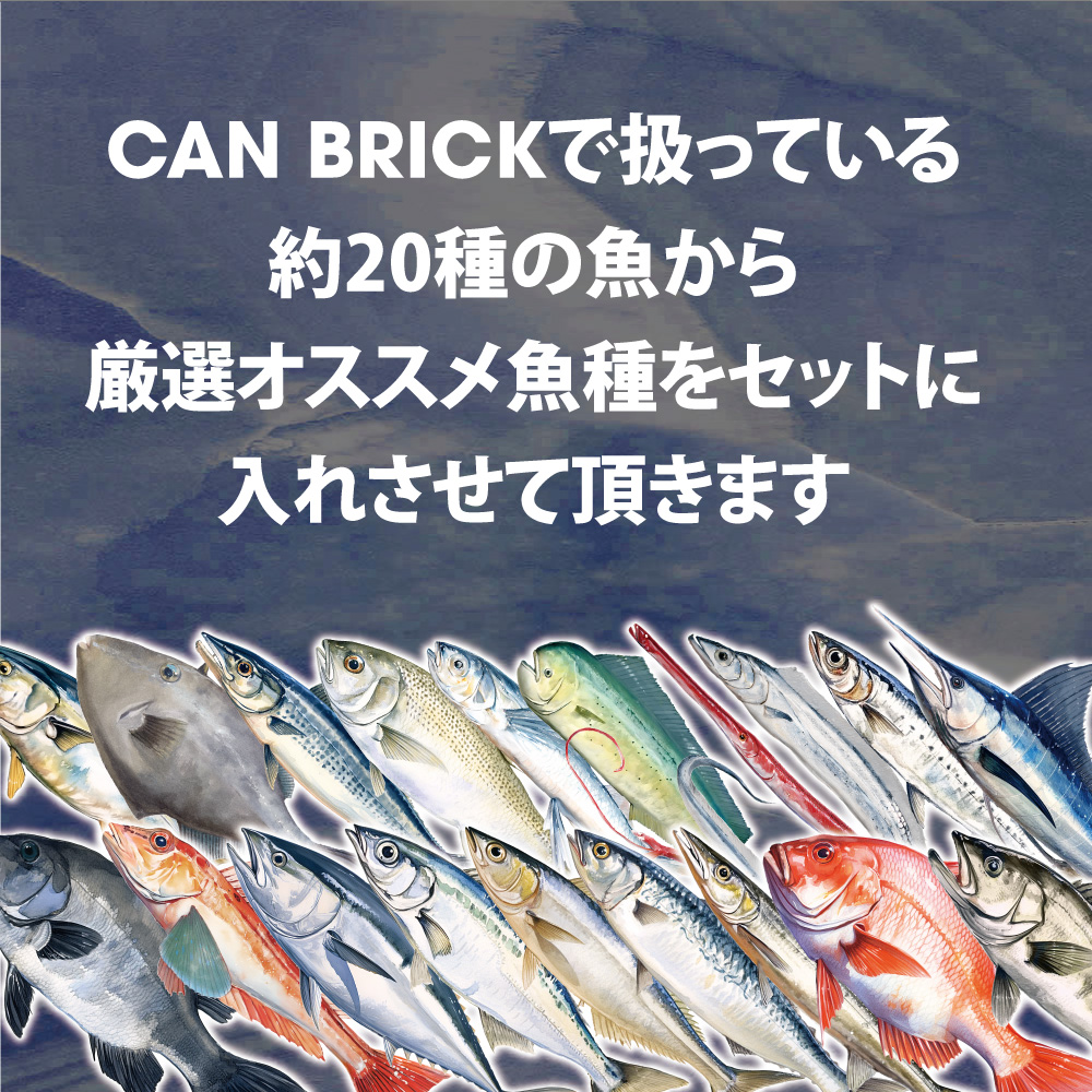 京都舞鶴 アヒージョ 缶詰 おまかせ 6缶 セット 75g/缶 CAN BRICK スパイスアヒージョ 長期保存 備蓄 災害 キャンプ 保存食 缶詰 魚 海鮮 シーフード 旬 さわら 