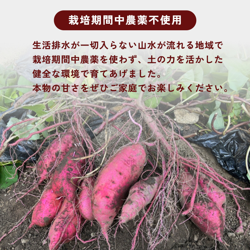 【2027年1月以降発送】 【訳あり】 舞鶴産 熟成さつまいも 2kg （紅はるか） 無選別 M～2L混合  | サツマイモ 完熟 越冬 熟成 焼き芋用 ねっとり 高糖度 無農薬 スイーツ 蜜芋 キュアリング 秋収穫 保存食 京都 舞鶴